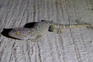 Koh Tao - Lizard