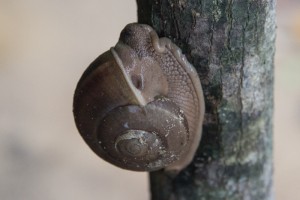 Snail