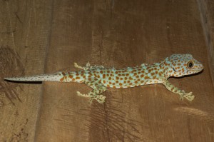 Gecko